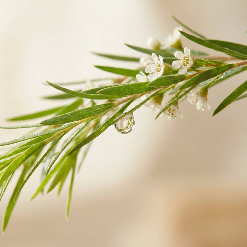 Tea tree oil 