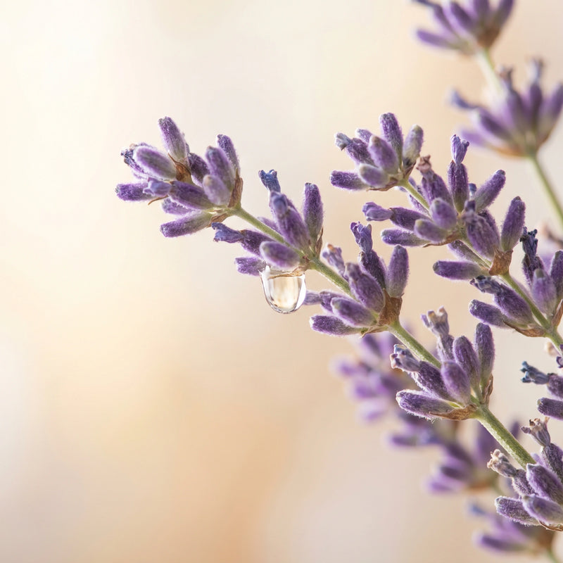 Lavender oil